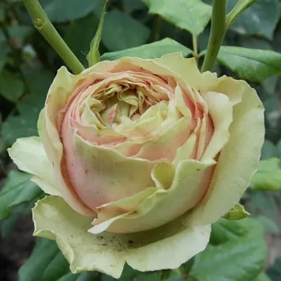 Купить саженцы Роза чайная Питахайя с доставкой! | Florali-Flor
