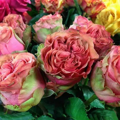 Саженцы розы чайно гибридной Питахайя — купить в интернет-магазине по  низкой цене на Яндекс Маркете