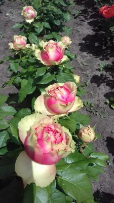 Питахайя (Pitahaya) - Чайно-гибридные розы - Розы - Каталог