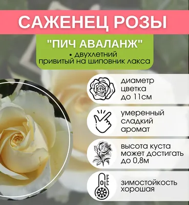 Garden Seasons Роза чайно-гибридная Питахайя