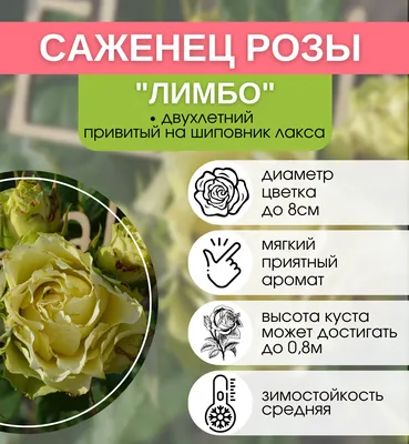 Роза Питахайя (2 года) цена 800 ₽ купить в Москве