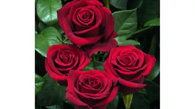 Секреты выращивания роз | Sazhency64.ru - продажа саженцев