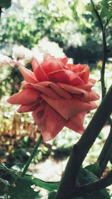 САЖЕНЦЫ | ДОСТАВКА ПО МИРУ on Instagram: \"Роза Питахайя Цена 650руб  Чайно-гибридная уникальная роза Pitahaya (Питахайя) зрелищна, самобытна,  легко ловит на себе взгляды прохожих. В её зеленых молодых бутонах сложно  угадать будущий