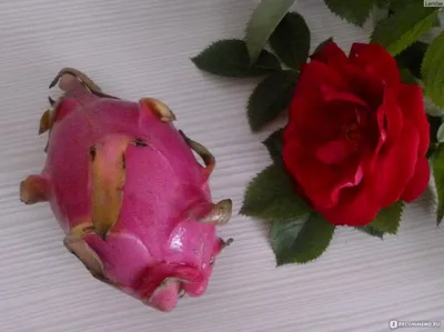 роза, розы, пионовидные розы, пионовидная роза, гудини - Экзотик Флора
