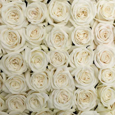 Роза Playa Blanca (плайя бланка) белоснежная 60-70 см (поштучно) купить с  доставкой в СПб