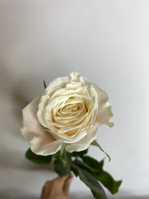 Белоснежная роза Playa Blanca: символ чистосердечия | КРАСРОЗЫ - цветы  круглосуточно Красноярск