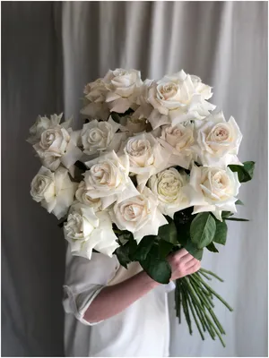 Роза плая бланка 50 см – Цветочная Лав-Лавка
