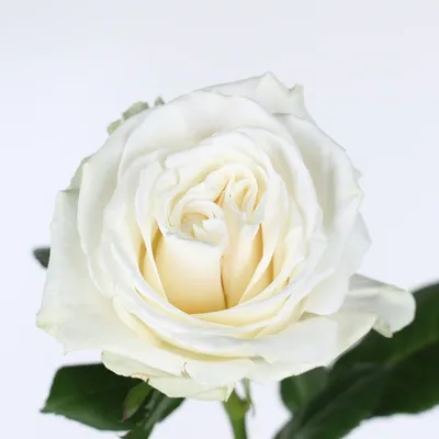 Характеристики модели Букет из 19 роз Плая Бланка — Цветы, букеты,  композиции — Яндекс Маркет