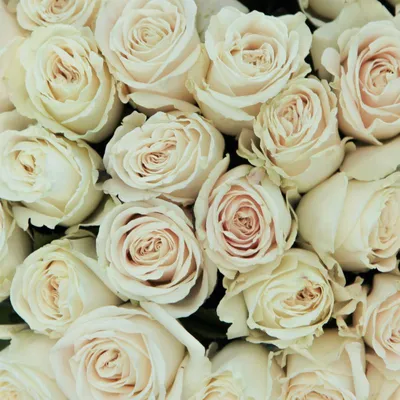 Купить 9 белых роз Плайя Бланка в Нижнем Новгороде