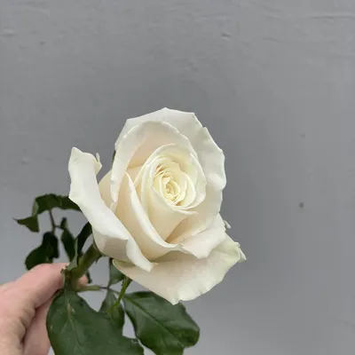 Розы сорта Плая бланка