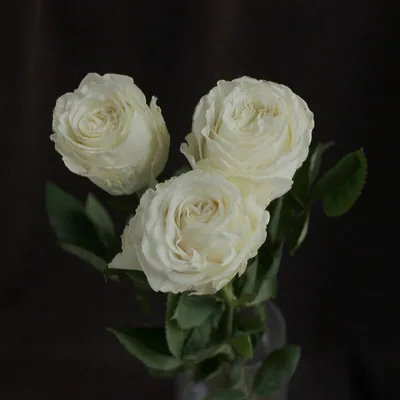 Купить коллекция «апрель». шикарный букет из 151 розы плайя бланка №5740  94800 руб, 14 февраля