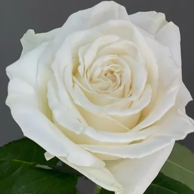 Роза Эквадор пионовидная \"Плайя Бланка\" - пионовидные розы Уралмаш