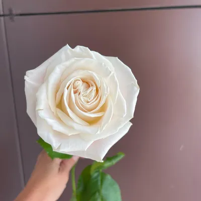 Купить Роскошная эквадорская роза Плайя Бланка в Нижнем Новгороде
