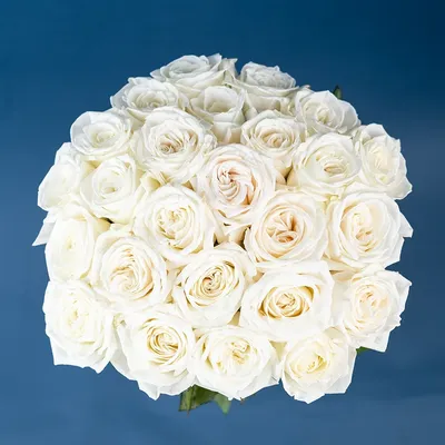 Роза белая Плайя бланка, Цветы и подарки в Липецке, купить по цене 300 RUB,  Цветы поштучно в Букетная FanFan с доставкой | Flowwow