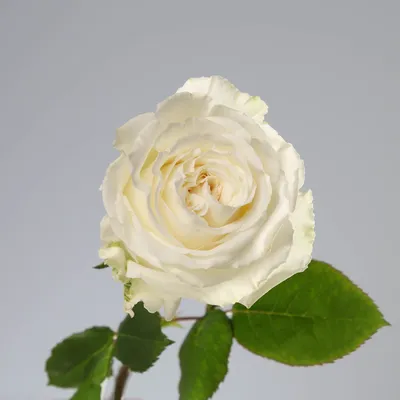 Букет из 25 ярко-белых садовых роз Плайя Бланка (02157) купить с доставкой  в Архангельске