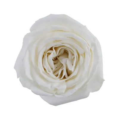 Роза Плайя Бланка Э» купить в Калининграде, цена с доставкой | Цветы  Голландии