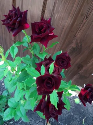 Саженцы розы Черная королева купить в Москве в питомнике, растения по цене  от 500 руб.
