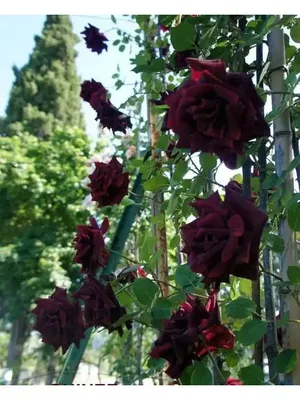 Саженцы плетистой розы черная королева купить в Москве по цене от 1800  рублей