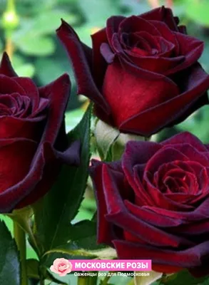 роза черная королева плетистая саженцы крыма 154447294 купить за 374 ₽ в  интернет-магазине Wildberries
