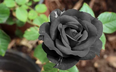 Роза плетистая Черная Королева (Black Queen) (ID#1151387056), цена: 95 ₴,  купить на Prom.ua