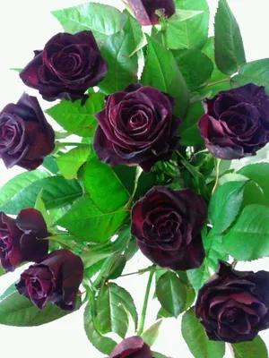 ПЛЕТИСТАЯ РОЗА ЧЕРНАЯ КОРОЛЕВА: купить саженцы плетистой розы черная  королева почтой | PLOD.UA