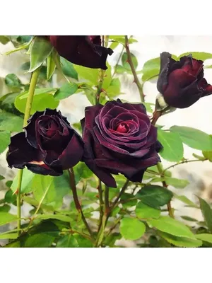 Плетистая роза Черная Королева: описание, фото, отзывы, в ландшафтном  дизайне, посадка и уход