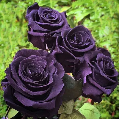 Роза плетистая черная - 76 фото