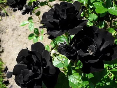 Сады Крыма Роза черная королева плетистая