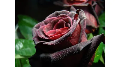 Роза Черная Королева