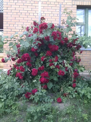 Гарденмарт. Семена Саженцы Казахстан on Instagram: \"Топ-10 необычных сортов  роз 🌹 ⠀ Необычайно красивые, яркие, ароматные, привлекающие восторженные  взгляды - это все розы! Королевы всего царства цветов! 😍 ⠀ Мы подготовили  для