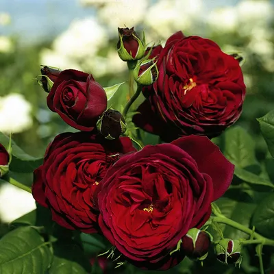 Роза Плетистая – купить в интернет-магазине OZON по выгодной цене