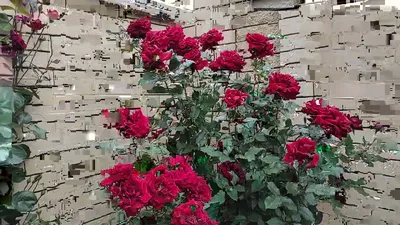Купить Саженцы плетистых роз в Крыму почтой ᐉ Цены на Саженцы плетистых роз  – Питомник Королева сада