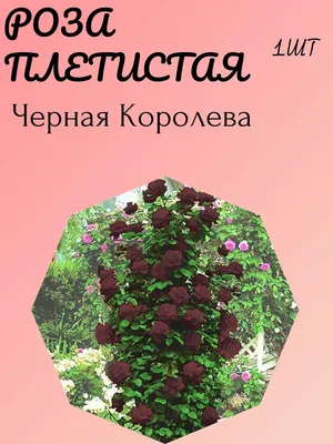 Саженцы плетистой розы черная королева купить в Москве по цене от 1800  рублей