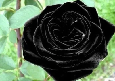 32.Черная королева/BLACK QUEEN (Meilland, плетистая, черная) – Коммуна Флора