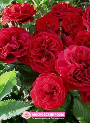Купить саженцы розы плетистой Розана с доставкой в Москве и Подмосковье