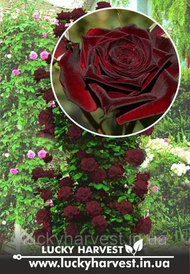 Роза плетистая черная - 76 фото