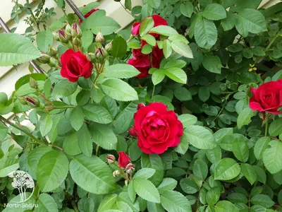 Роза – королева сада: мои титулованные красавицы | Точка соприкосновения |  Дзен