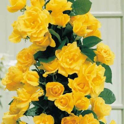 Купить роза плетистая Маритим 1 шт - Розы, Плетистые, арт: 9294 недорого в  магазине в Магнитогорске, цена