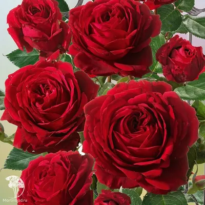 Экзотические Растения Мира on Instagram: “Роза плетистая Черная королева:  описание Рассматриваемое растение представляет собой компактный  малогабаритный, пр… | Rose