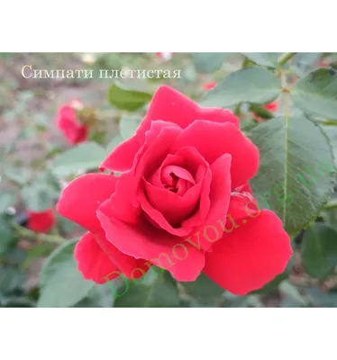Купить саженцы розы «Сантана (плетистая)» в питомнике - заказать по низкой  цене, доставка по РФ
