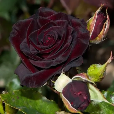 Роза плетистая Черная королева — Рассада цветов и овощей.