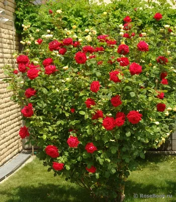 Роза плетистая Красная - Растения от Василия Ивановича