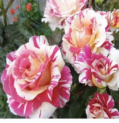 Розы: клаймберы и рамблеры главные отличия плетистых красавиц