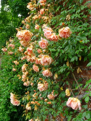 Роза плетистая Глория Клайминг - 74 фото