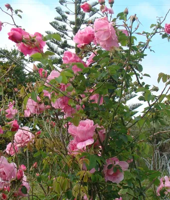 Роза плетистая глория клайминг - красивые фото