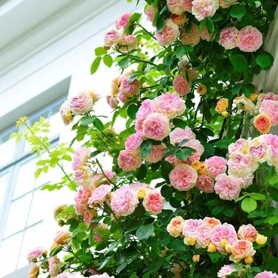 Роза плетистая клайминг: описание, сорта, особенности ухода