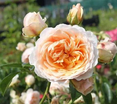 Плетистая роза на клумбе (69 фото) - фото - картинки и рисунки: скачать  бесплатно