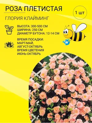 Інтернет-магазин Флора ЮГ. Професійне насіння та саджанці. - 🌹Роза Глория  Дей Клайминг (Gloria Dei Climbing) плетистая🌹Цена 55 грн, закрытая  корневая система. Очень популярная среди садоводов и профессионалов.Цветы  бело-желтые с нежно-розовым налетом на