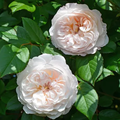 Роза плетистая глория клайминг - 60 фото
