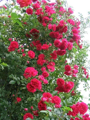 Роза Плетистые Рамблинг Роуз - Элитный-сад.рф